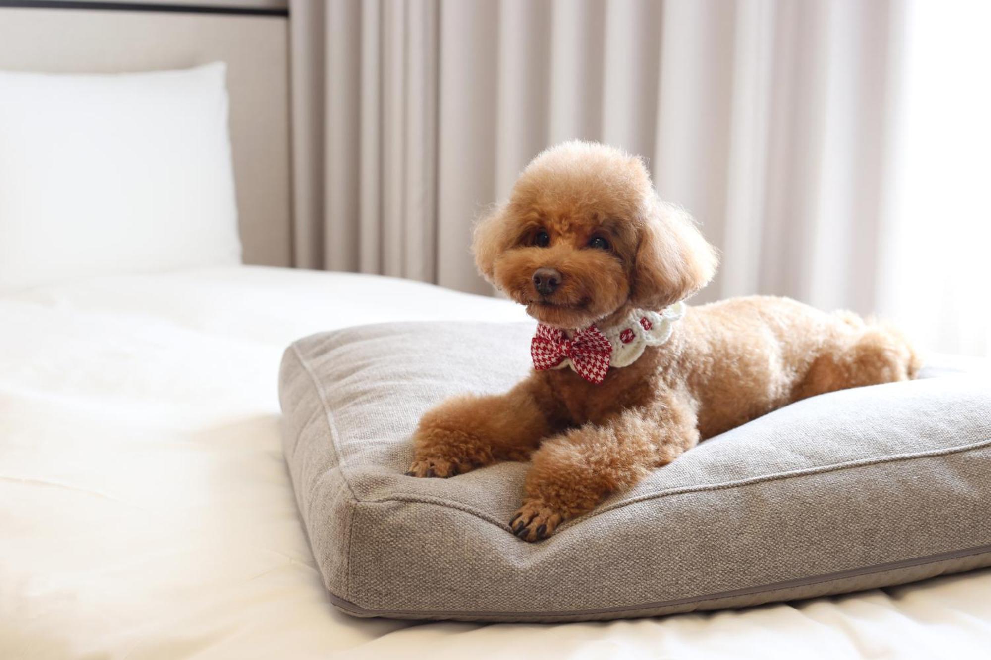แมซอง แกลด เชจู Hotel เมืองเชจู ภายนอก รูปภาพ