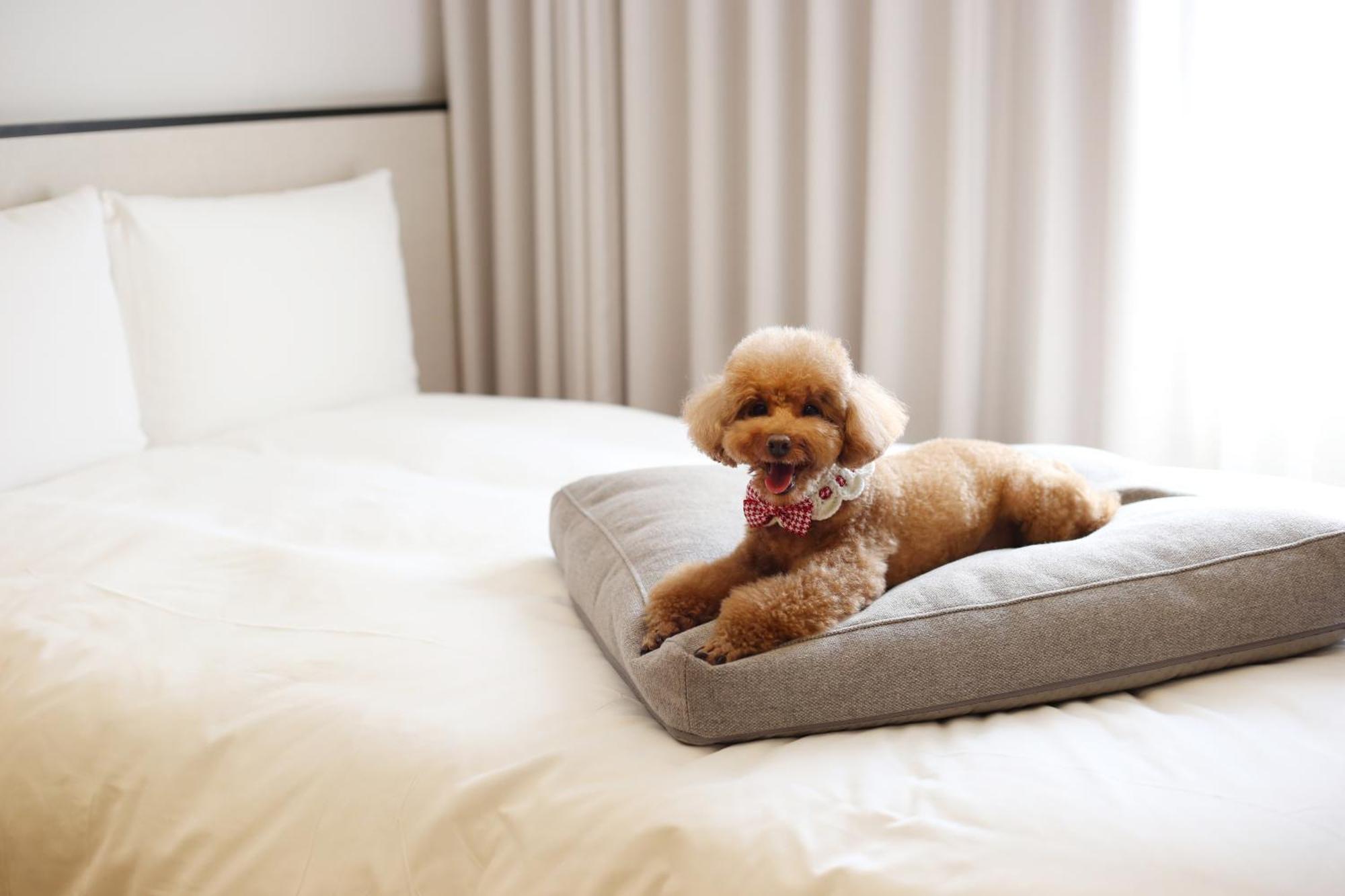 แมซอง แกลด เชจู Hotel เมืองเชจู ภายนอก รูปภาพ