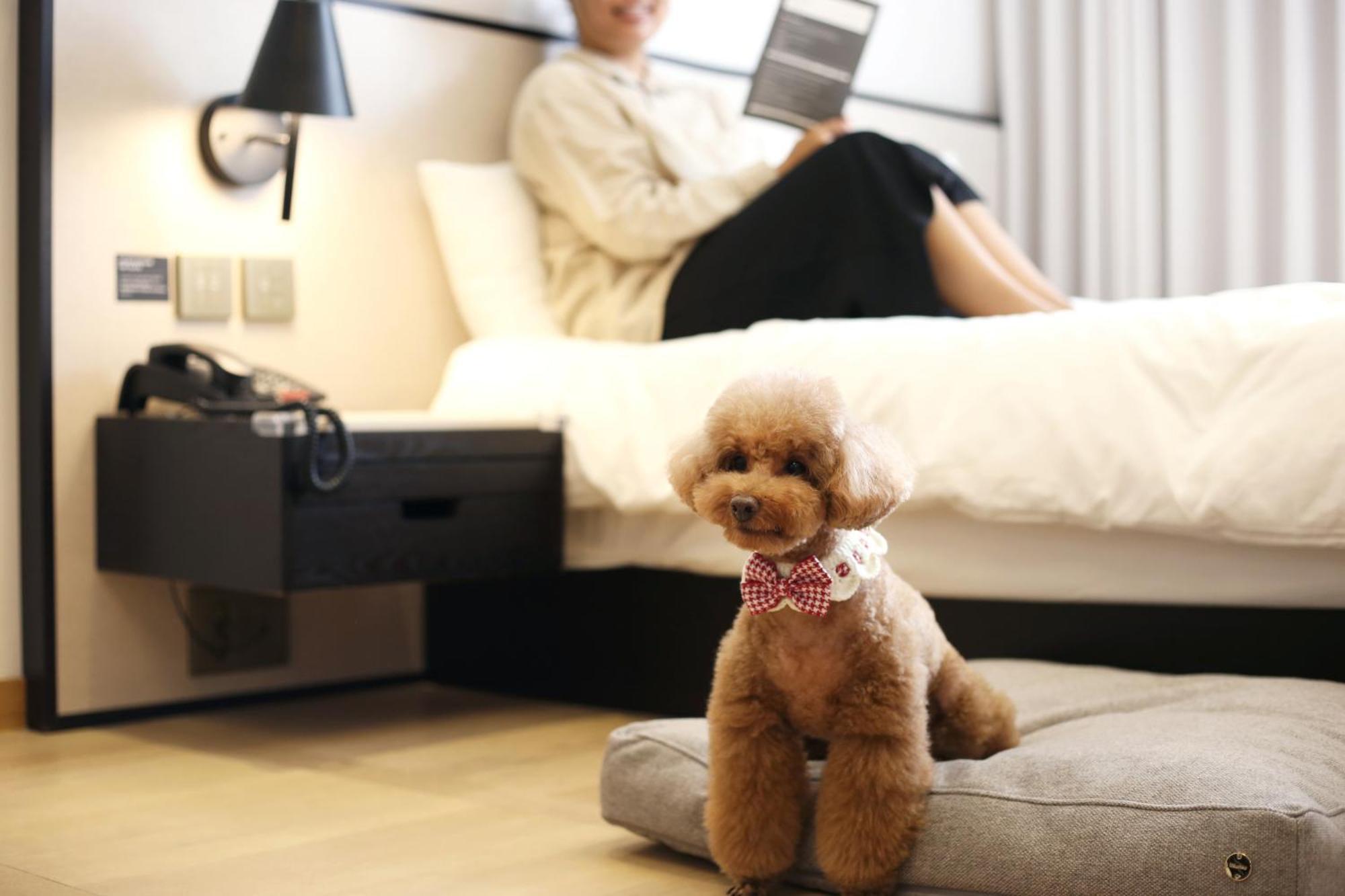 แมซอง แกลด เชจู Hotel เมืองเชจู ภายนอก รูปภาพ